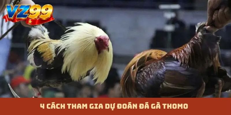 4 cách tham gia dự đoán đá gà Thomo