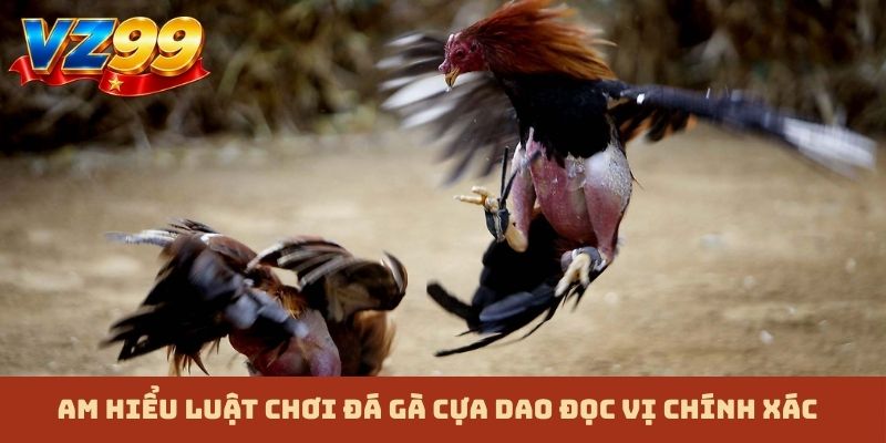 Am hiểu luật chơi đá gà cựa dao đọc vị chính xác