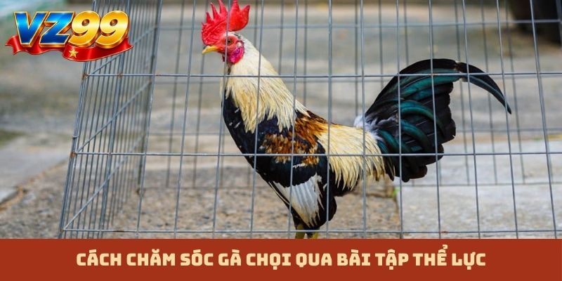 Cách chăm sóc gà chọi qua bài tập thể lực