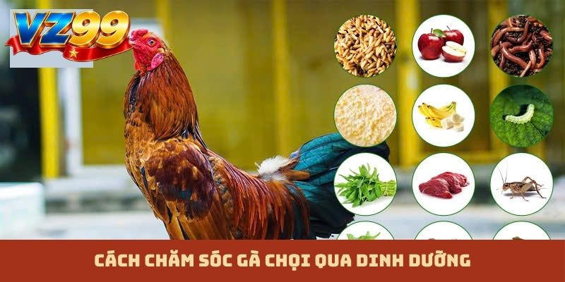 Cách chăm sóc gà chọi qua dinh dưỡng