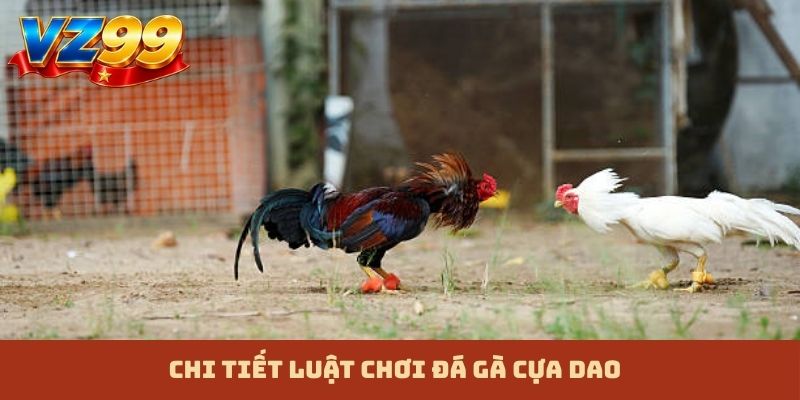 Chi tiết luật chơi đá gà cựa dao