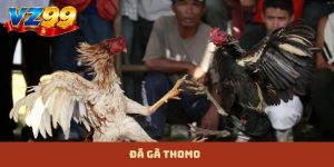 đá gà thomo