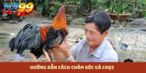 cách chăm sóc gà chọi