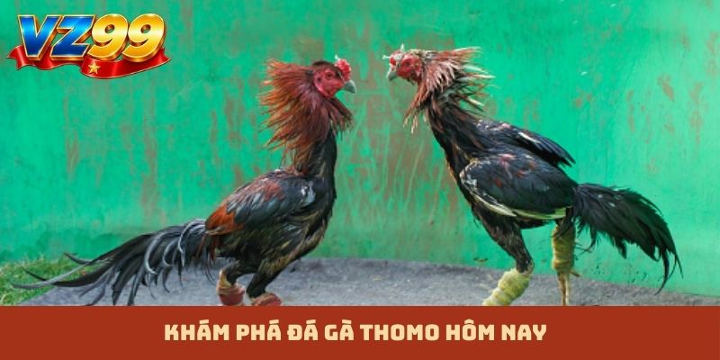 Khám phá đá gà Thomo hôm nay