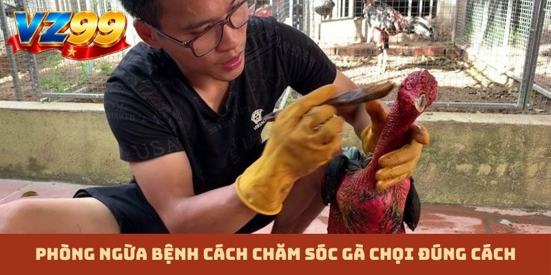 Phòng ngừa bệnh cách chăm sóc gà chọi đúng cách