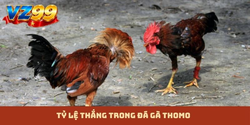 Tỷ lệ thắng trong đá gà Thomo